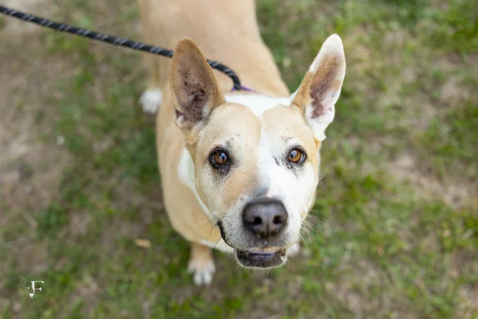 A tan and white dog standing in a grassy area, looking up toward the camera.