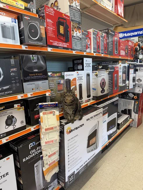 A brown striped cat sitting on some goods in a Hardware store.