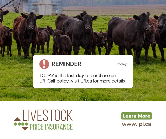 Herd of black calves and cows standing on green pasture with a reminder about the last day to purchase LPI-Calf insurance policy.