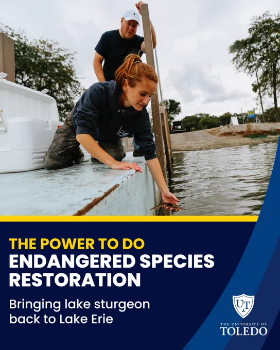 Two individuals are releasing a small sturgeon into the water from a container by a lakeside. Text on the image reads, "The Power to Do Endangered Species Restoration. Bringing lake sturgeon back to Lake Erie." The University of Toledo logo is at the bottom.