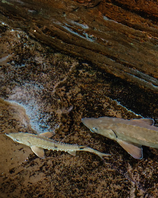 Two sturgeon swim over a rocky, textured surface. The fish have elongated bodies with pointed snouts and are likely sturgeons.