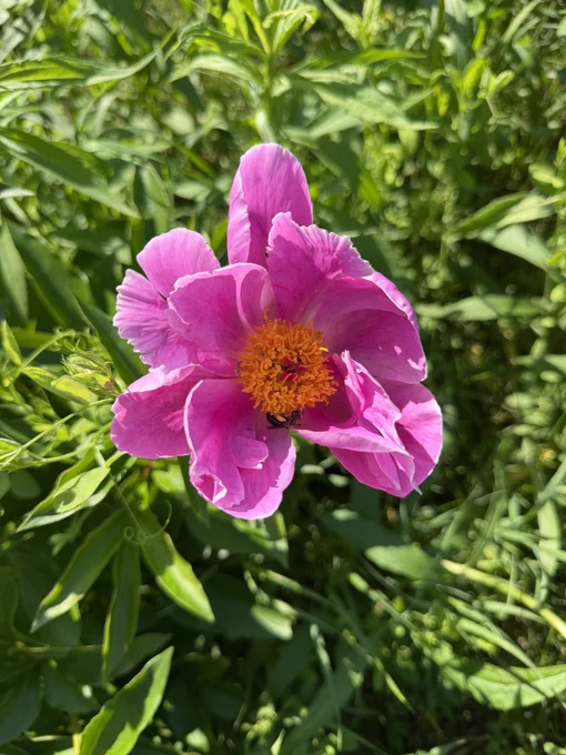 Bee in pink peony flower