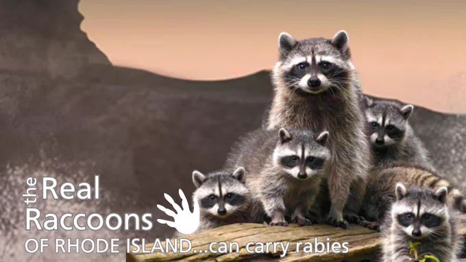 A family of raccoons against a background of the ocean at sunset, modeled after promotional images of the "Real Housewives of Rhode Island" Text reads: The Real Raccoons of Rhode Island...can carry rabies" 