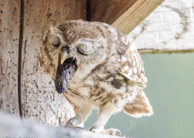 Afbeelding van uil die een braakbal uitspuugt. 