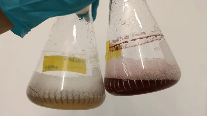 Two flasks with light brown and dark red liquids, held by a blue glove.

