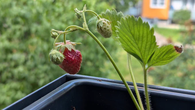 Erntereife Erdbeere an einer Pflanze.