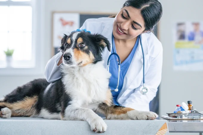 A woman veterinarian smiles and pets a long-haired brown, white and black dog on an exam table.