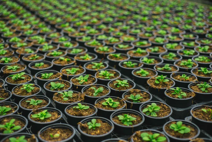 Rows of sprouting plants in small pots.