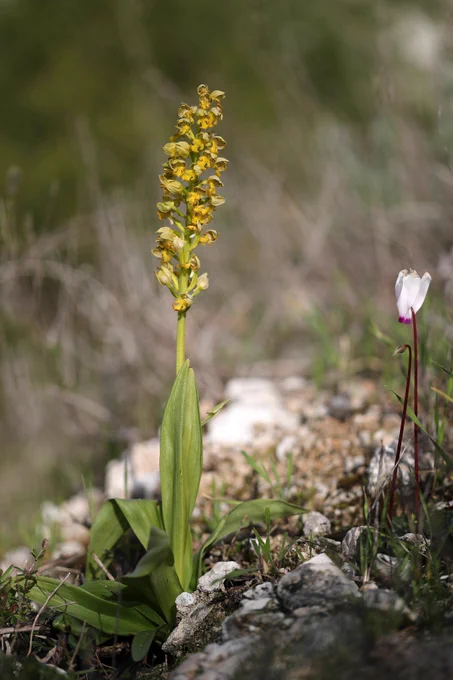 Orchis punctulata © Jon Dunn