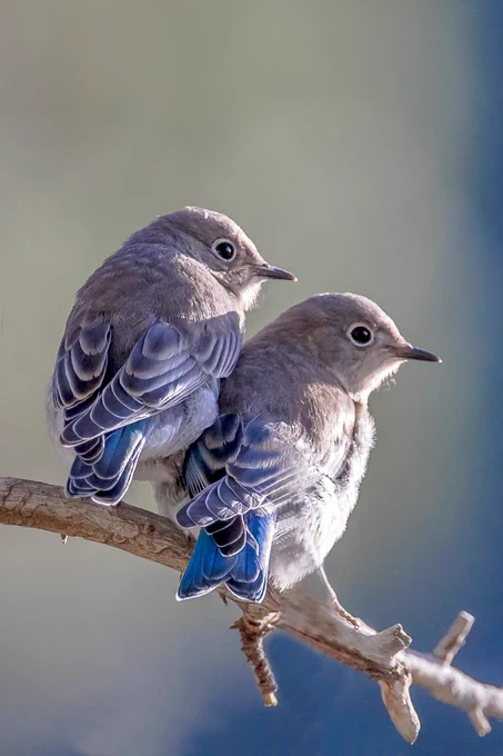 Two small birds with various shades of blue wings and light grey heads sit on a branch and soak up some sunshine. 
