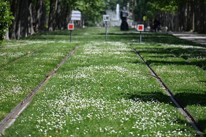Rails de tramways au terminus de la ligne T1 avec des pâquerettes qui recouvrent l'herbe entre les rails (photo perso,  ToulousePalais de Justice 1/05/2026)