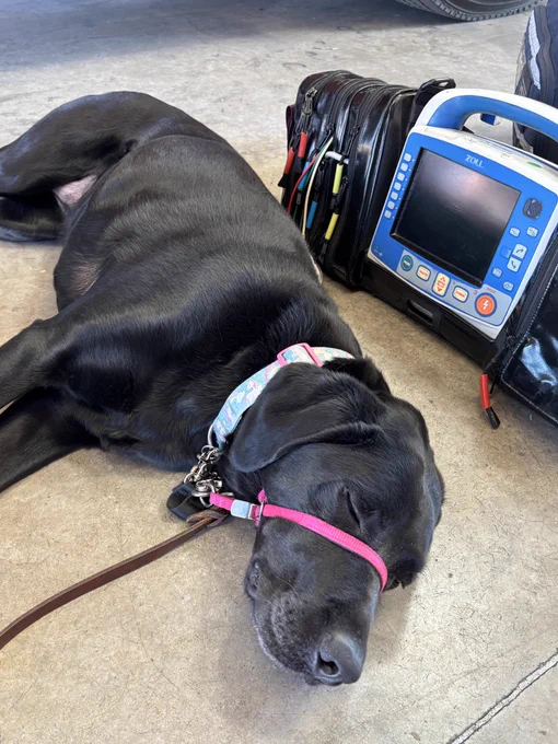 A dog sleeps by a zoll cardiac monitor