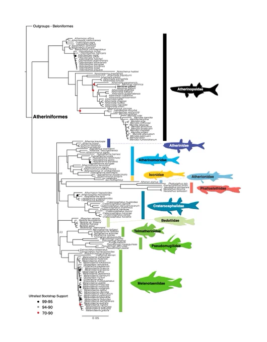 Lily C. Hughes, Victor de Brito, Kyle R. Piller, Seishi Kimura, Peter J. Unmack, Dahiana Arcila, Ricardo Betancur-R., Devin D. Bloom, Guillermo Ortí, Phylogenomics, Biogeography, and a New Family-level Classification of Silversides, Rainbowfishes, and Allies (Teleostei: Atheriniformes), bioRxiv 2026.05.05.722987; doi: https://doi.org/10.64898/2026.05.05.722987