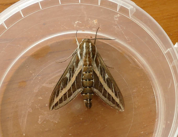 Striped Hawk-moth (Ruckinge).