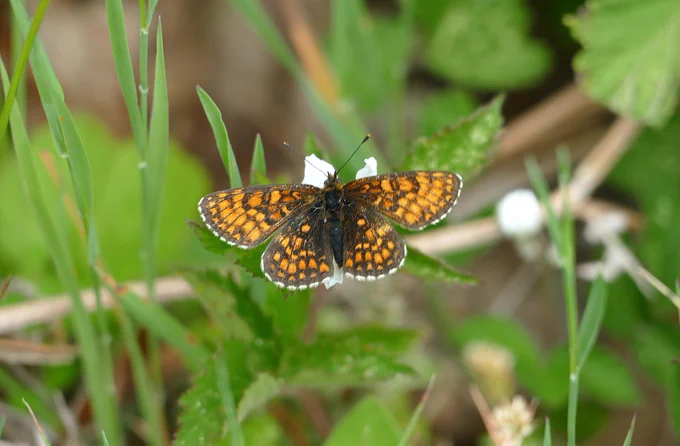 Heath Fritillary