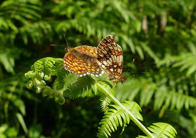 Mating pair of Heath Fritillary. RSPB  Blean.
