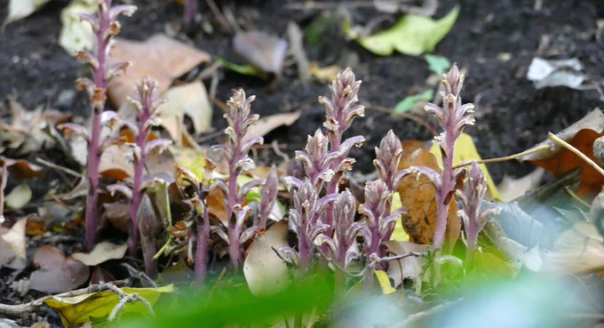 Ivy Broomrapes (Mid Kent).  Part of the 160  plants present.