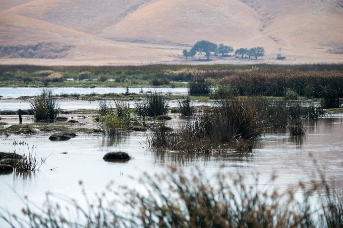 Waterfowl seen in Nurse Slough which is situated nearby to Hasting Slough, and southwest of Bradmoor Island, California. Photo taken September 16, 2022.