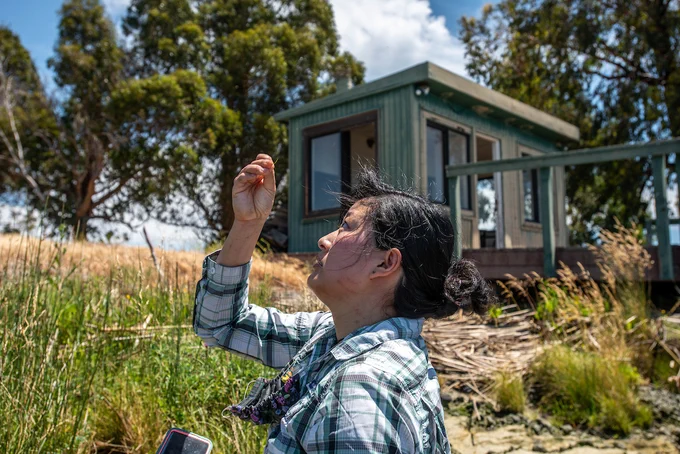 Elaine Jeu, Environmental Scientist for the Division of Environmental Services, examines a rare plant at Bradmoor Island in Solano County, California, prior to the tidal restoration project activity by California Department of Water Resources.