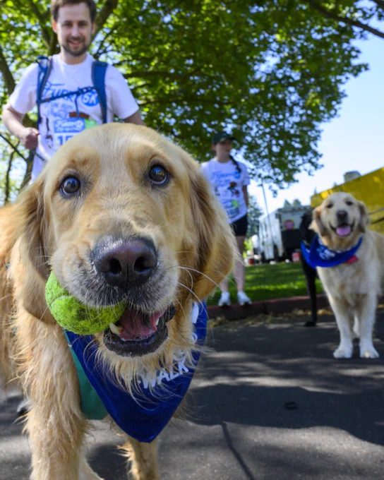 A close-up of a golden retriever holding a tennis ball in its mouth, wearing a blue bandana. Another dog and two people wearing Furry 5k-themed shirts are visible in the background. The scene takes place outdoors on a sunny day with trees and a building in the backdrop.