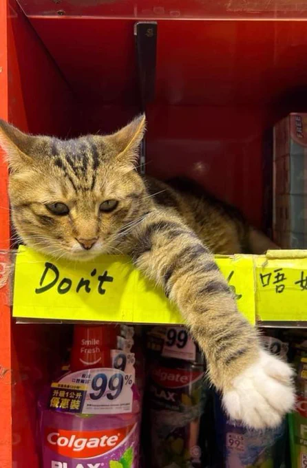 A sleepy brown cat on a shelf in a Hong Kong store. A sign below reads 'Don't touch.'