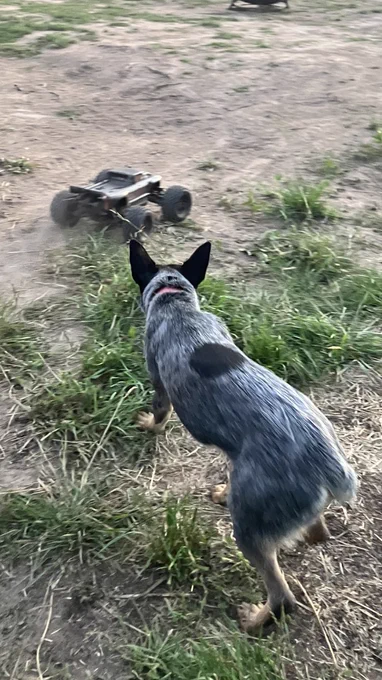 Blue heeler herding an RC car