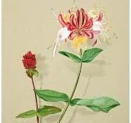 A delicately detailed sprig, one flower out, the other in a tight pink bud