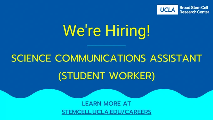 A recruitment graphic from the UCLA Broad Stem Cell Research Center. Bold yellow text on a dark blue background reads 'We're Hiring!' followed by 'Science Communications Assistant (Student Worker).' A cyan wave design runs along the bottom with the text 'Learn more at stemcell.ucla.edu/careers.' The UCLA Broad Stem Cell Research Center logo appears in the top right corner.