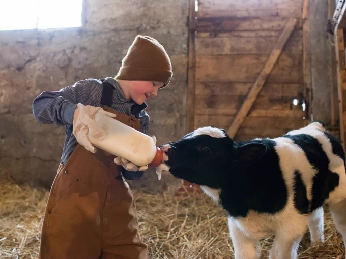 Dairy farmers share how they use facilities, Brix testing and other feeds to inform colostrum management and raise healthy calves.