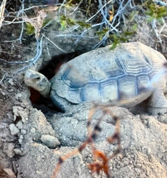 Female desert tortoise digging a burrow