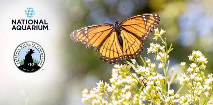A butterfly perched on white flowers is prominently displayed, with the National Aquarium and National Wildlife Federation logos on the left side. The background is softly blurred, highlighting the butterfly.