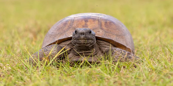 Tortoise on grass, facing the camera with a small blade of grass in its mouth.