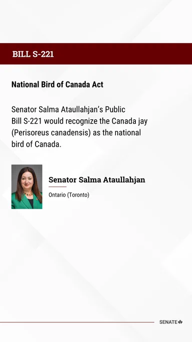 Bill S-221
National Bird of Canada Act

Senator Salma Ataullahjan’s Public Bill S-221 would recognize the Canada jay (Perisoreus canadensis) as the national bird of Canada.