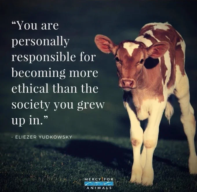 Meme featuring photo of a young brown and white calf standing on grass, looking towards the camera.
Text to the left reads:
"You are personally responsible for becoming more ethical than the society you grew up in." - Eliezer Yudkowsky
Credit: Mercy For Animals