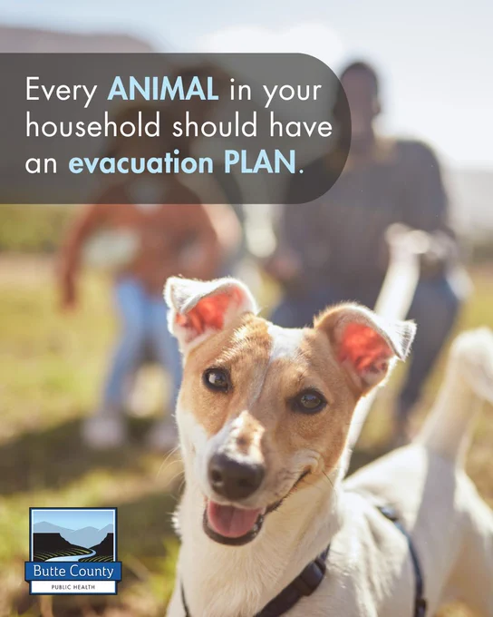 Dog with people in the background with text, "Every animal in your household should have an evacuation plan"
