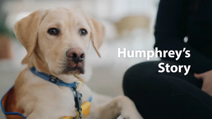 A yellow Canine Companions service dog wearing a yellow future service dog vest is sitting next to their puppy raiser. Text on the image reads "Humphrey's Story.