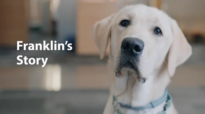 A yellow Canine Companions Labrador retriever wearing a yellow future service dog vest sits indoors. The text "Franklin's Story" is written beside the dog.