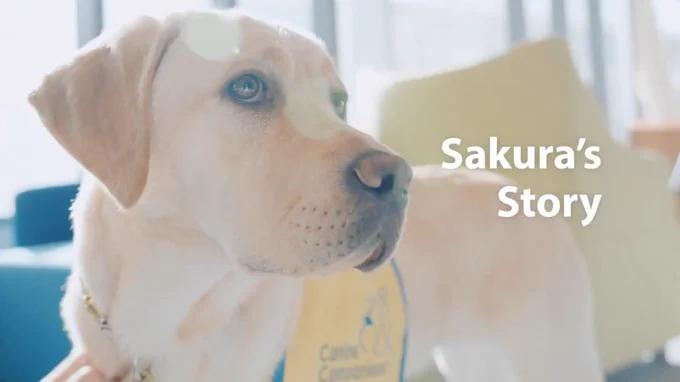 A yellow Labrador Retriever wearing a Canine Companions future service dog vest looks attentively to the side. The text "Sakura's Story" is overlaid on the image.