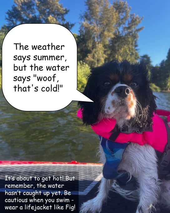 A dog wearing a pink lifejacket sits on a paddleboard on a lake. There are trees in the background. A speech bubble from the dog says, "The weather says summer, but the water says 'woof, that's cold!'" A caption at the bottom reads: "It's about to get hot! But remember, the water hasn't caught up yet. Be cautious when you swim - wear a lifejacket like Fig!"