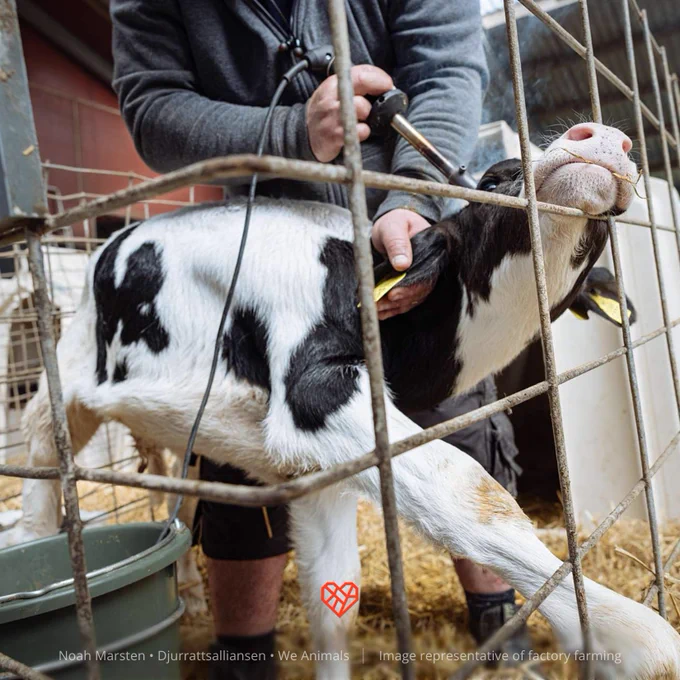 An anaesthetised young calf resists while their horn buds are removed with a hot iron during dehorning at a dairy farm. 
