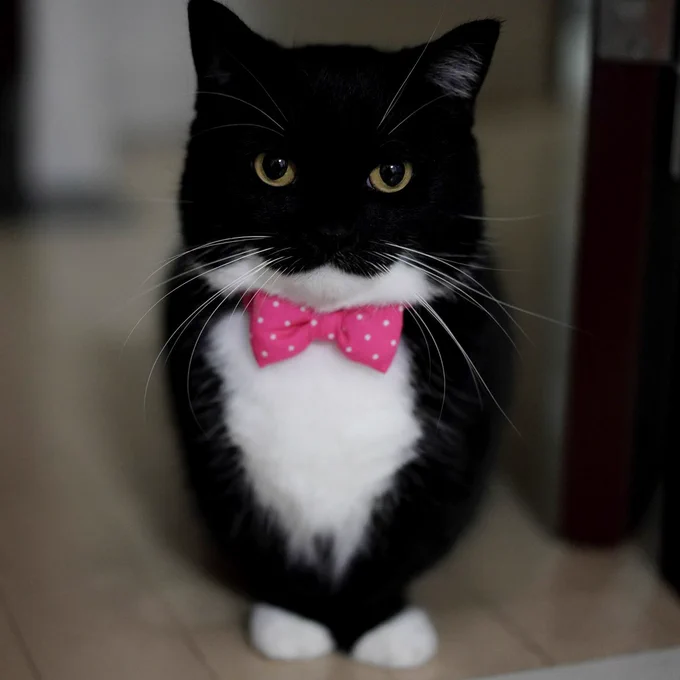 A black-and-white cat wearing a pink polka-dot bow tie