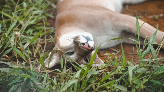 Alfa is one of two rescued puma cubs in the area of Goiás, Brazil. In early 2026, Alfa took a decisive step toward freedom when she was transferred to the pre-release enclosure, where she is now in the final stage of her preparation to return to the wild. 
Image credit: World Animal Protection / Caio Cavalcante