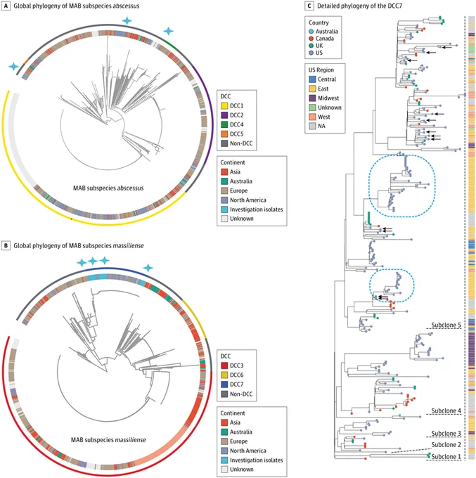 Three phylogenetic trees show MAB subspecies abscessus (A, circular) and massiliense (B, circular) global phylogenies with continent and DCC type. Tree C details DCC7 phylogeny with country/US region data, showing subclones and clusters.