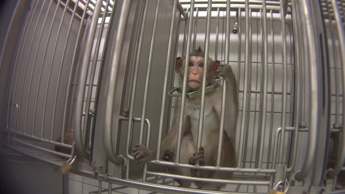 Generic photo of long-tailed macaque in laboratory cage; Cruelty Free International/Soko Tierschutz