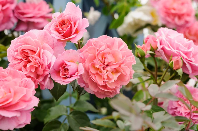 A close-up of vibrant pink roses in full bloom.