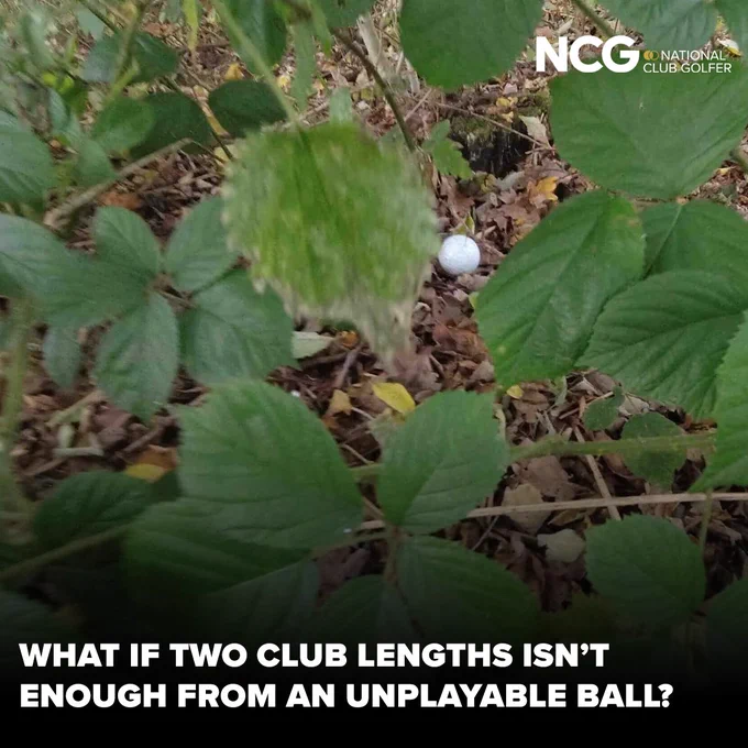 A golf ball rests in dense foliage, surrounded by green leaves and fallen leaves. The scene appears challenging for a golfer.