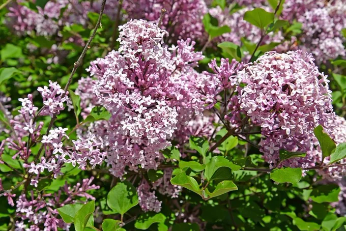 Flowering lilac small-leaved Superba (Syringa microphylla Superba) on spring day