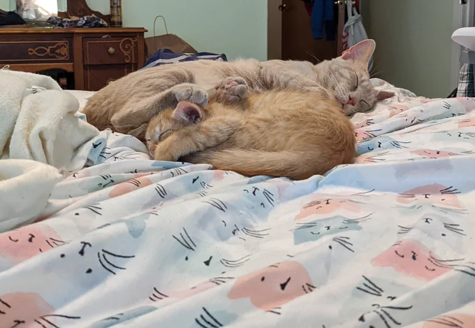 A pale ginger/buff tabby adult sleeps near the foot of a bed with cat print sheets. His back paws are resting on the neck/back and head of a bright orange tabby kitten curled up at his feet.