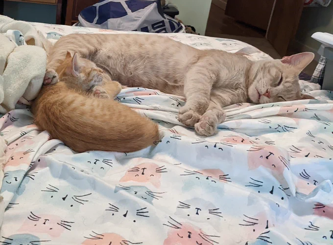 A pale ginger/buff tabby adult sleeps near the foot of a bed with cat print sheets. One of his back paws is very lightly resting against the back of a bright orange tabby kitten curled up at his feet.
