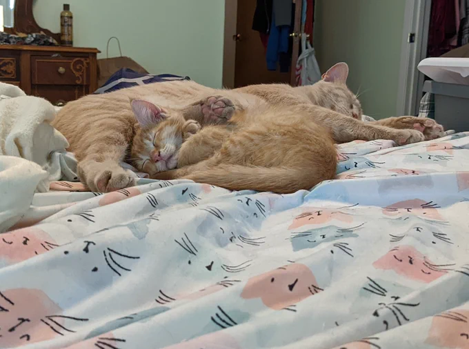 A pale ginger/buff tabby adult sleeps near the foot of a bed with cat print sheets. One of his back paws is resting on the neck/ back of a bright orange tabby kitten curled up at his feet.